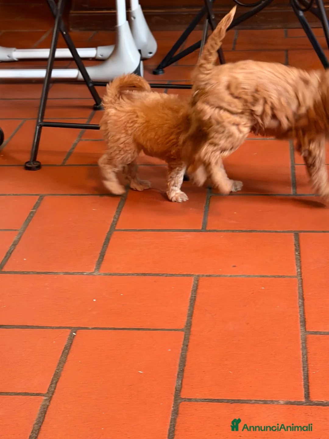 Barboncino cani in vendita: Cuccioli di barboncino a Provincia di Varese - Annuncio 2