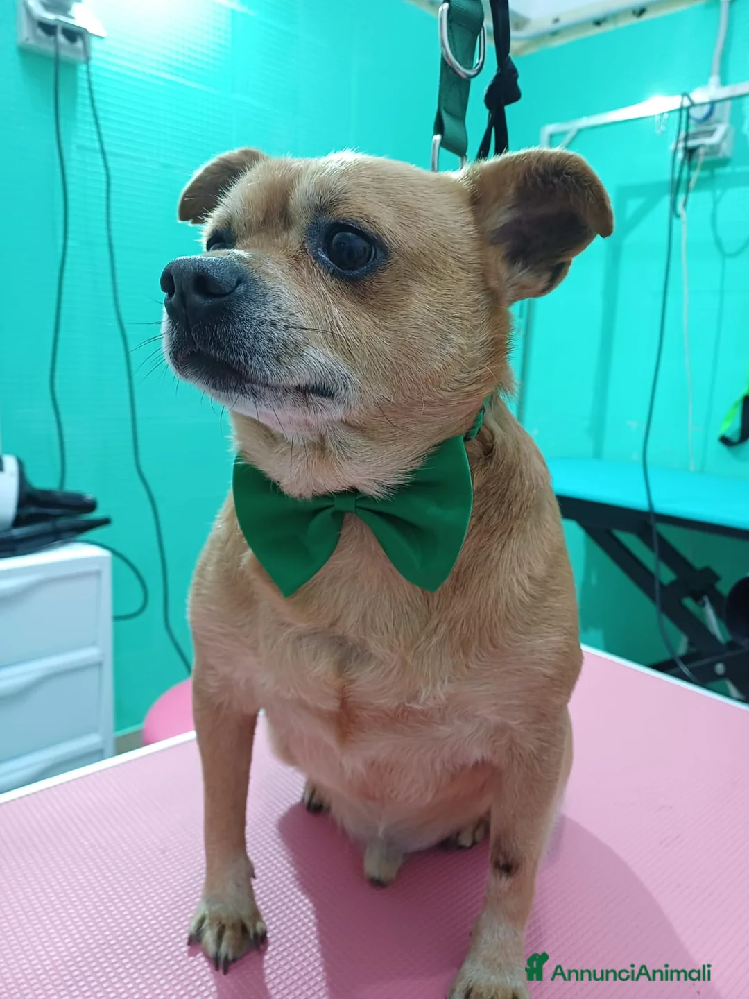 Meticcio cani in regalo: Teddy cacciato da casa - Annuncio 2