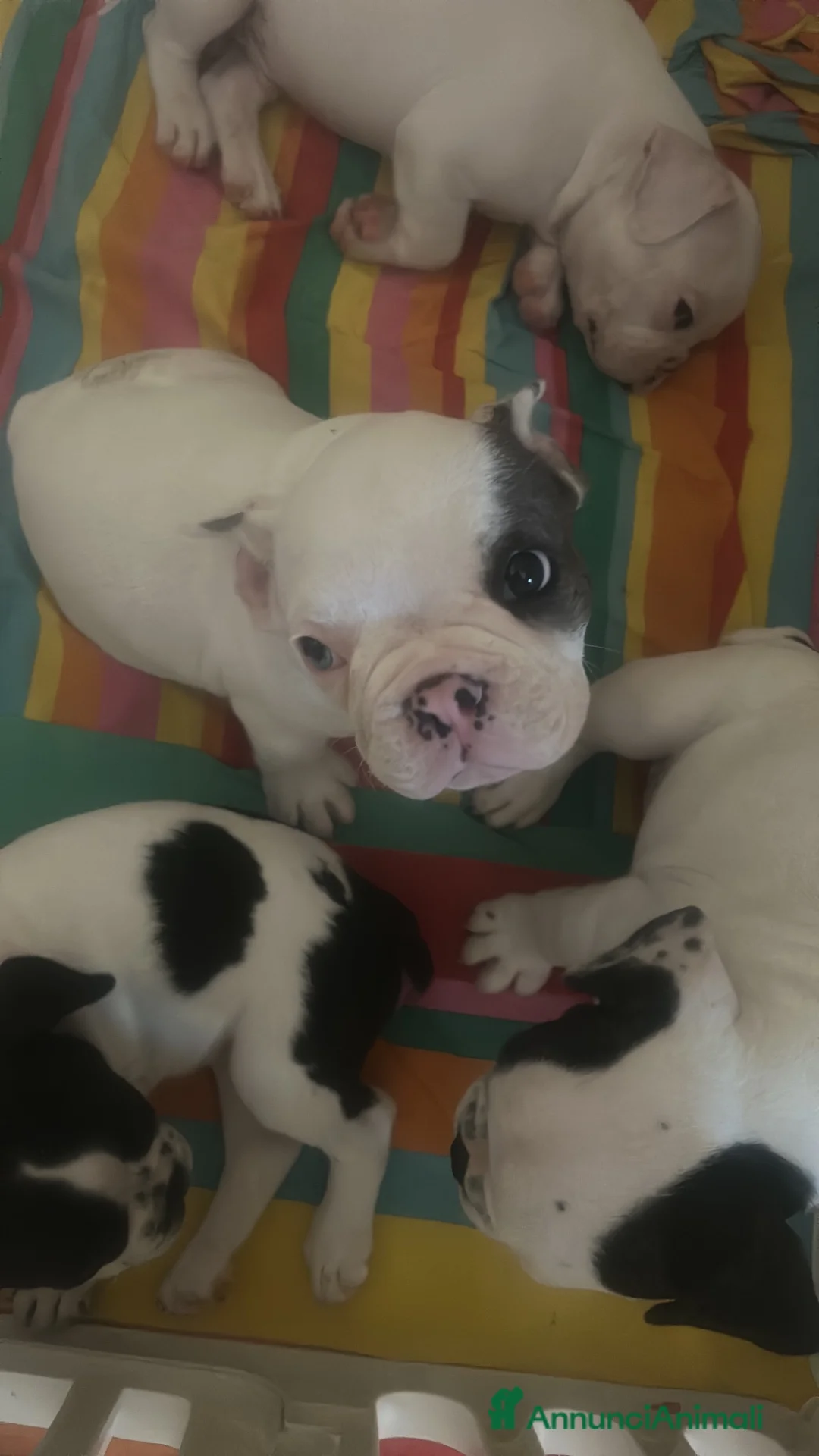Bulldog Francese cani in vendita: Cuccioli di bulldog francese  - Annuncio 2