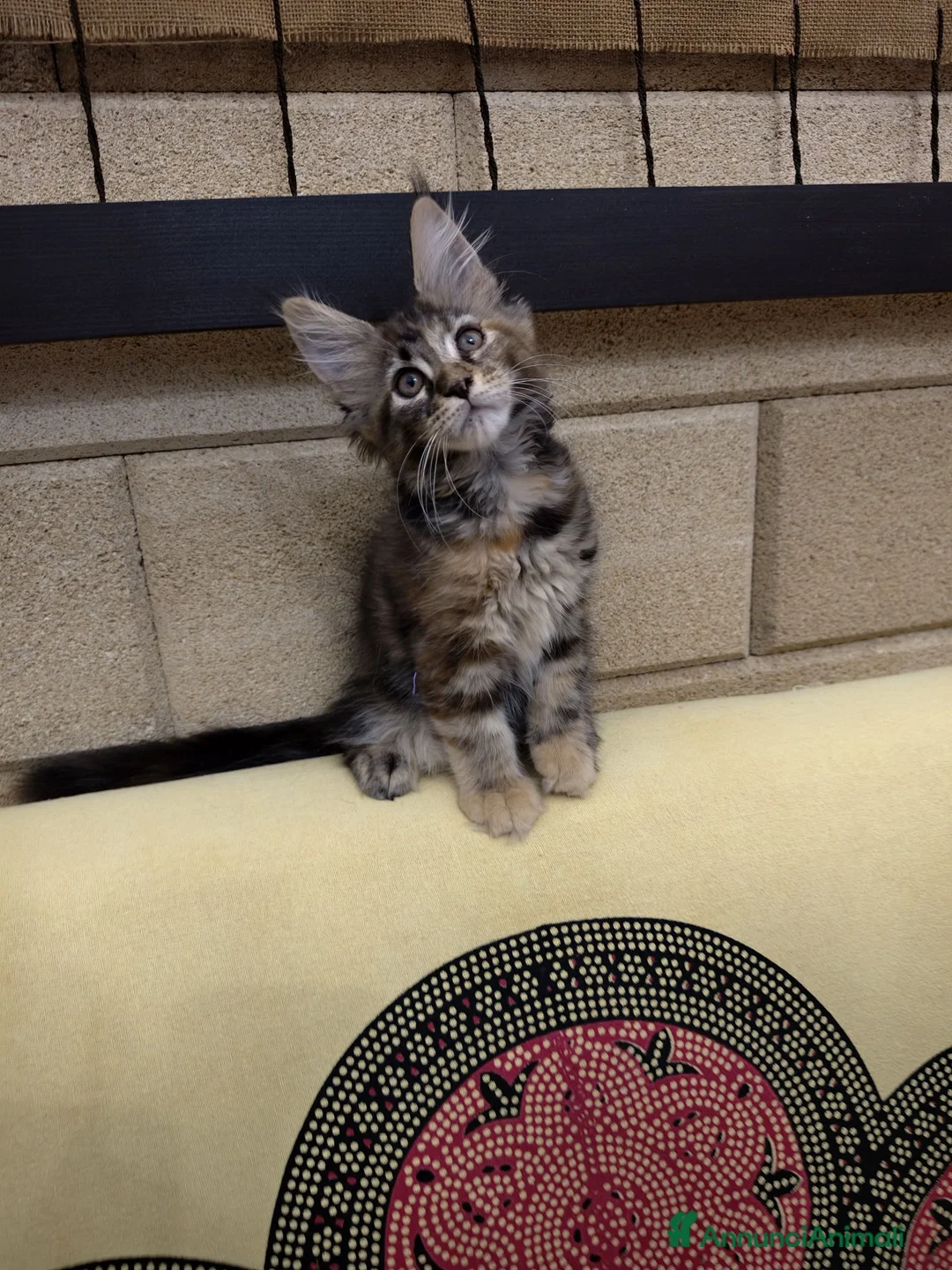 Maine Coon gatti in vendita: Tenera cucciola Maine Coon  - Annuncio 1