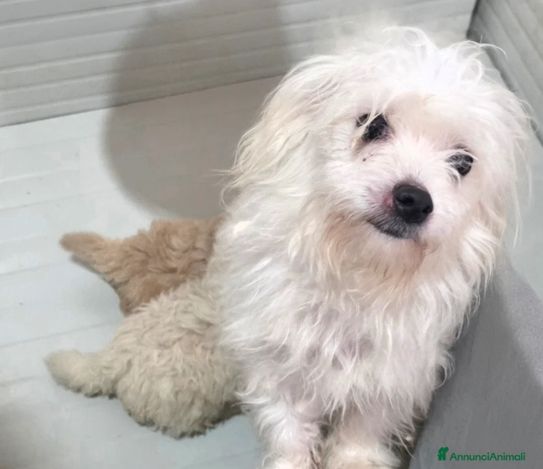 Maltipoo cani in vendita: Maltipoo  - Annuncio 17