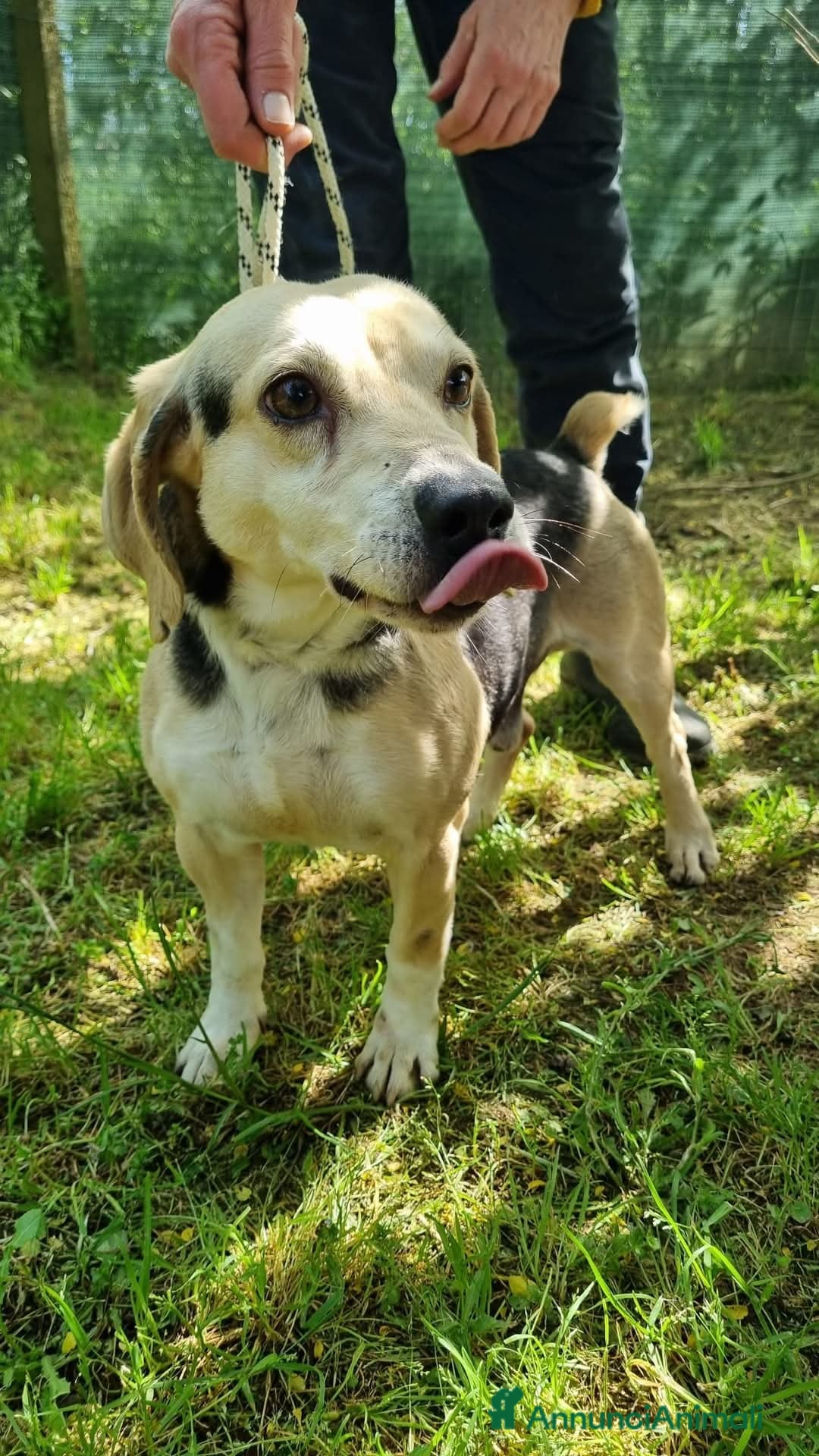 Meticcio cani Fernando taglia piccola a Provincia di Viterbo - Annuncio 2