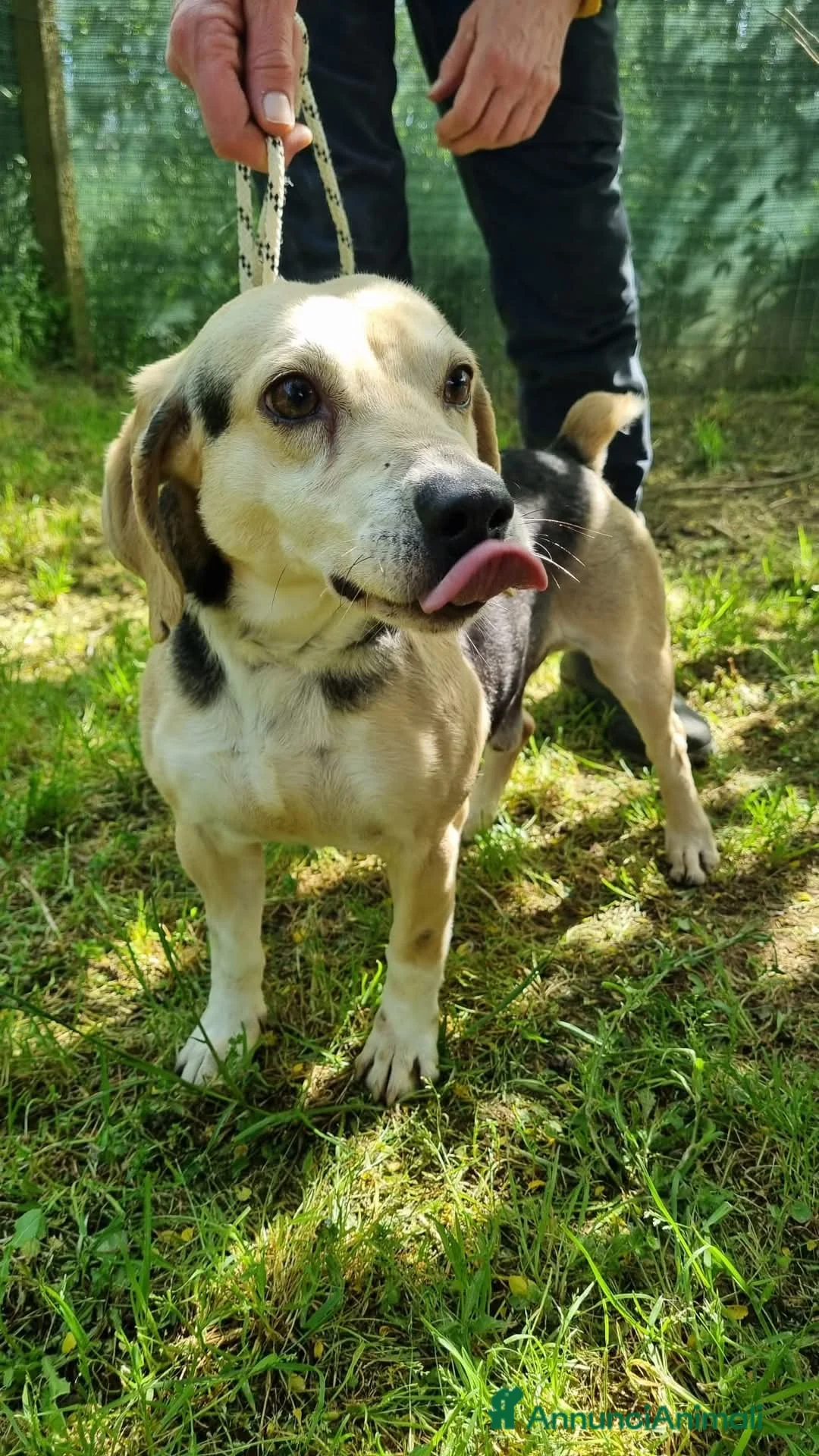 Meticcio cani in regalo: Fernando taglia piccola a Provincia di Viterbo - Annuncio 2