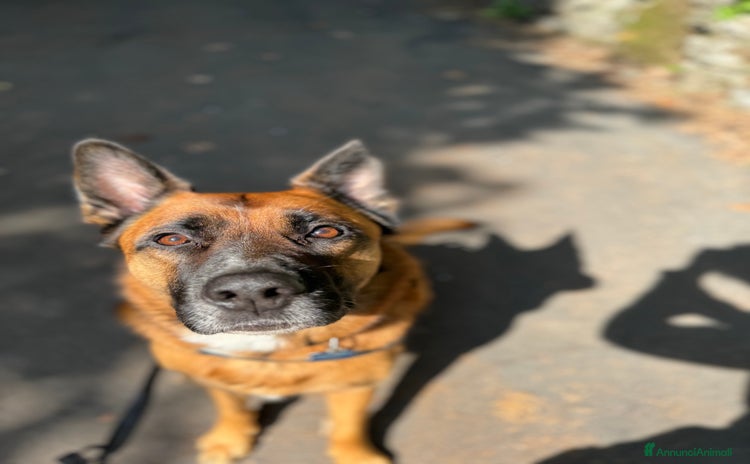 Pastore Belga cani - Annuncio 2