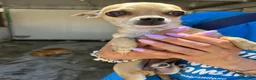 Meticcio cani in regalo: TOTTI, EROS E ZEUS - Annuncio 3
