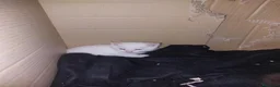 Meticcio gatti in regalo: regalo gattini - Annuncio 3