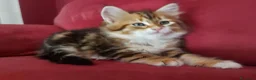 Siberiano gatti in vendita: Cucciolo Siberiano Certificato  - Annuncio 17