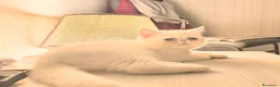 Persiano gatti in vendita: Persiano Exortic - Annuncio 1