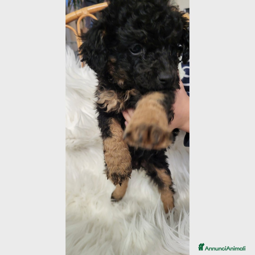 Barboncino Toy cani in vendita: Cuccioli barboncino toy - Annuncio 4