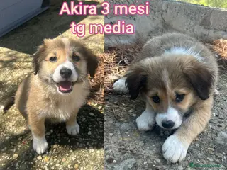 Meticcio cani TANTI CUCCIOLI SOLI - Annuncio 3