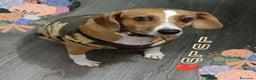 Meticcio gatti in regalo: Cagnolina incrocio Beagle  - Annuncio 3