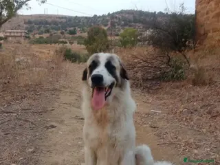Meticcio cani LUCA quanta solitudine 2 anni. 40kg - Annuncio 4