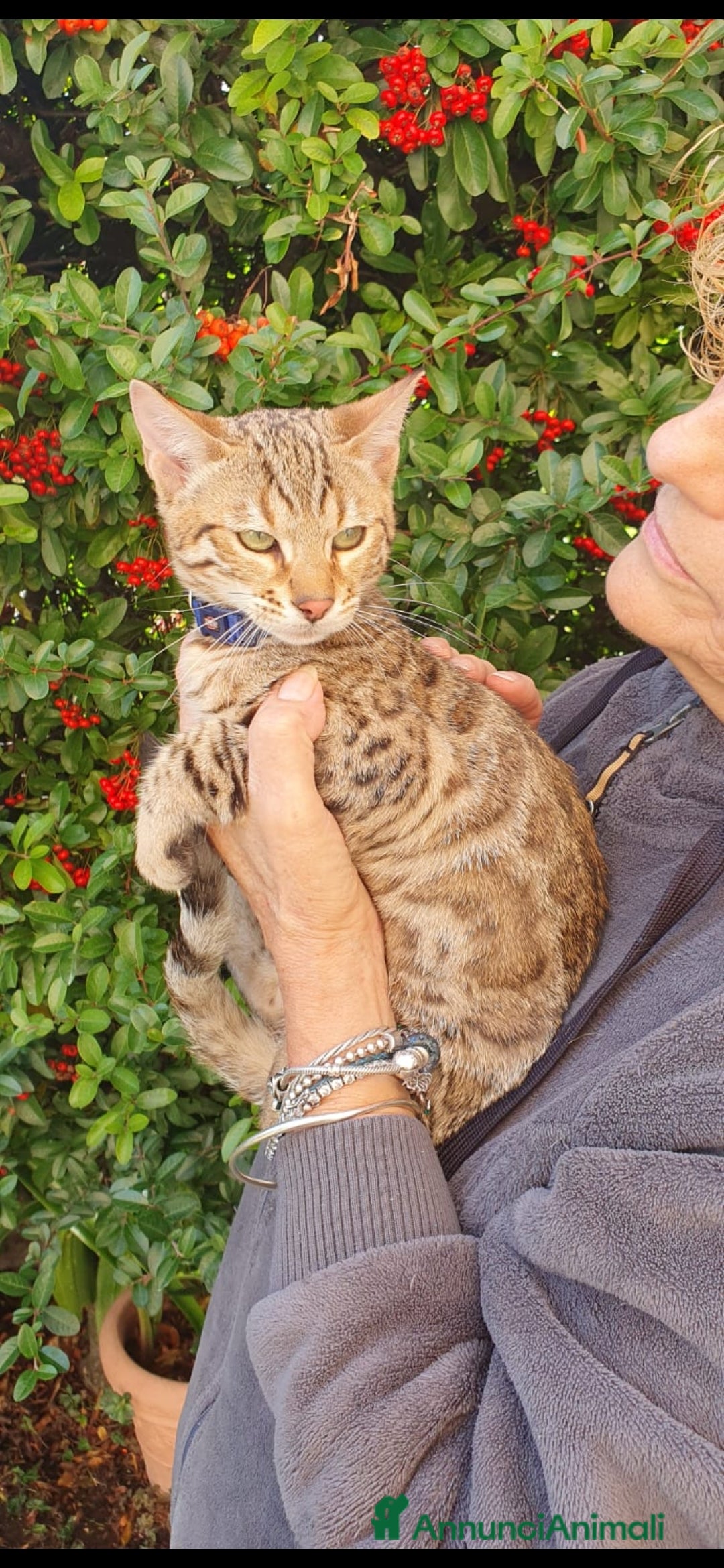 Bengala gatti in vendita: Gattini bengal wild - Annuncio 6