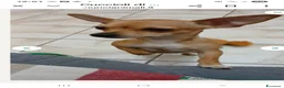 Chihuahua cani in vendita: Cuccioli di chihuahua - Annuncio 10