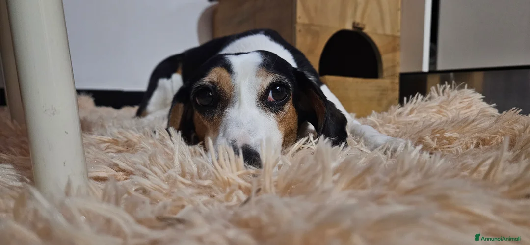 Meticcio cani in regalo: CUCCIOLI TENERISSIMI SENZA CASA a Provincia di Modena - Annuncio 2