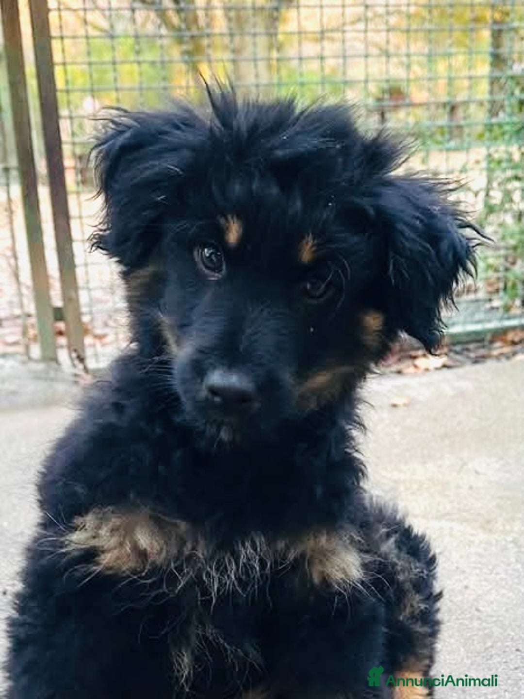 Meticcio cani in regalo: Cucciolo 2 mesi tg medio abbondante  - Annuncio 2