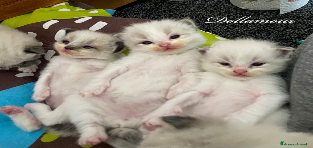 Immagine della galleria {{count}}