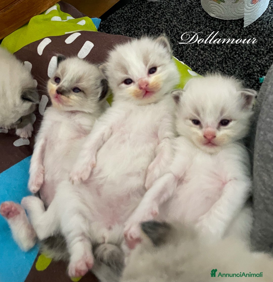 Immagine della galleria {{count}}