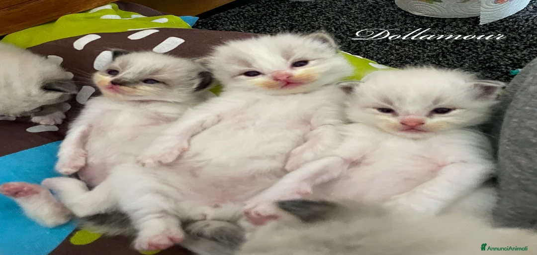 Immagine della galleria {{count}}