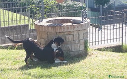 Australian Shepherd cani in vendita: Cucciola Australian Sheperd Pastore Australiano a Provincia di Bergamo - Immagine 4