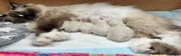 Ragdoll gatti in vendita: Ragdoll cuccioli seal mitted - Annuncio 4