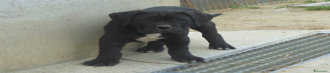 Cane Corso Cucciolo 2