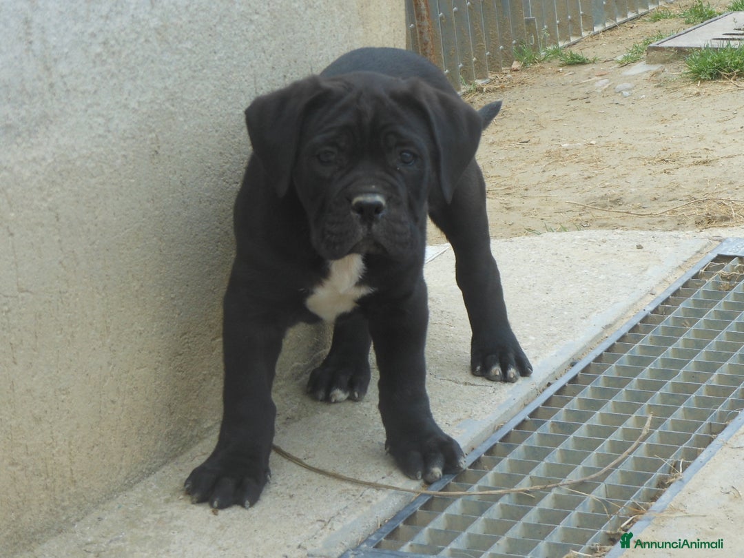 Cane Corso cani in vendita: spettacolari cuccioli di cane corso a Provincia di Cuneo - Immagine 22