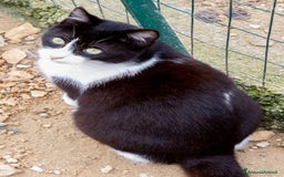 Meticcio gatti in regalo: LA DOLCE E BELLA PESCA - Annuncio 2