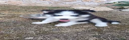 Husky cani in vendita: Cuccioli di siberian husky - Annuncio 6