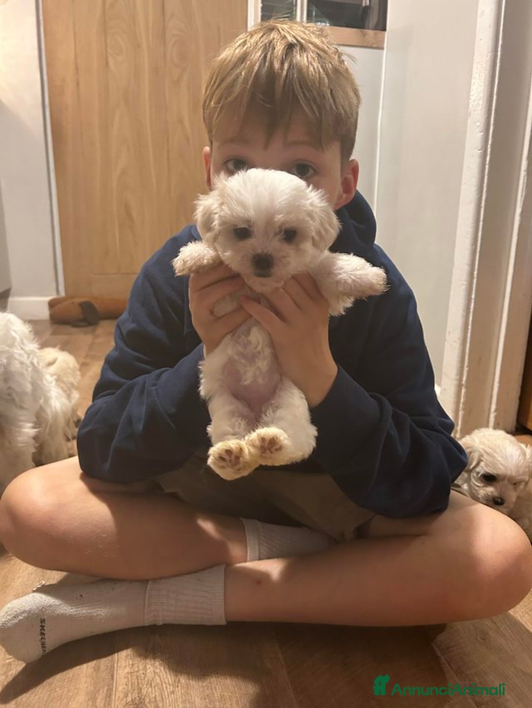 Maltese cani in vendita: Cuccioli di maltese disponibili! - Annuncio 8