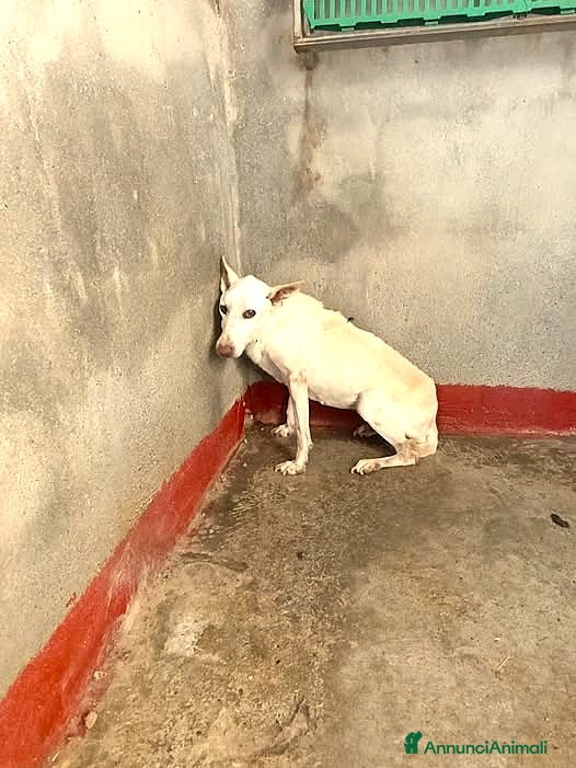 Meticcio cani ADOZ.DEL CUORE:ecco vale 2,60€ al giorno!!!! - Annuncio 10