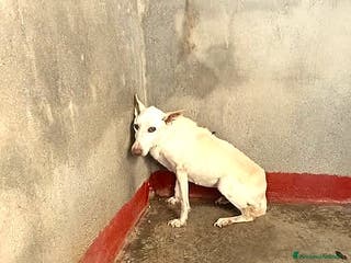 Meticcio cani ADOZ.DEL CUORE:ecco vale 2,60€ al giorno!!!! - Annuncio 10