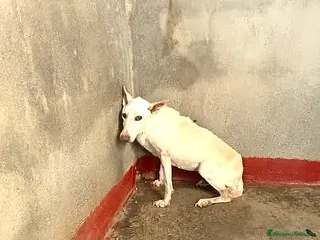 Meticcio cani ADOZ.DEL CUORE:ecco vale 2,60€ al giorno!!!! - Annuncio 32