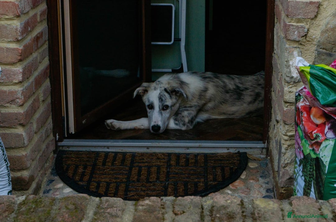 Altre razze cani in regalo: LINK e MAIL, 6 MESI, (01/01/25) a Provincia di Bergamo - Immagine 8