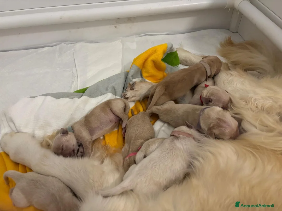 Golden Retriever cani in vendita: Cuccioli di golden retriever  a Provincia di Perugia - Annuncio 5