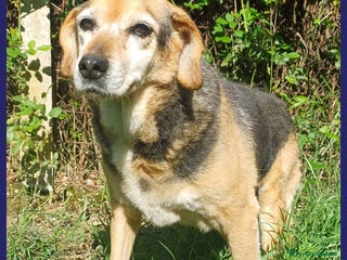 Meticcio cani NONNA POLENTA, TUTTA LA VITA IN CANILE, OGGI SOGNA a Città metropolitana di Milano - Annuncio 31