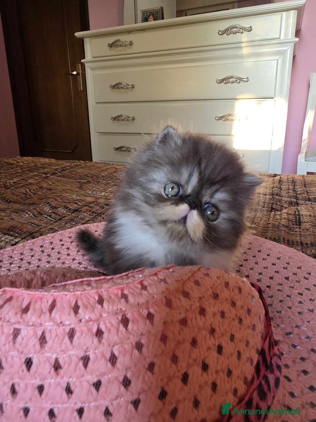 Persiano gatti in vendita: Gattini persiani a Provincia di Padova - Immagine 15
