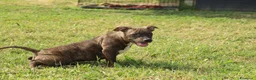 Pitbull cani in vendita: Cuccioli di Pit Bull anche a rate - Annuncio 7