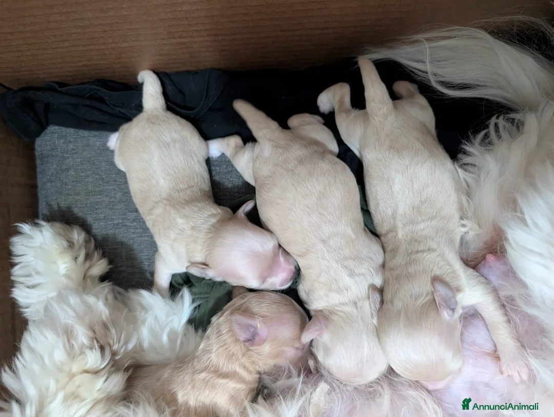 Maltipoo cani in vendita: Cucciola Maltipoo a Provincia di Parma - Annuncio 2