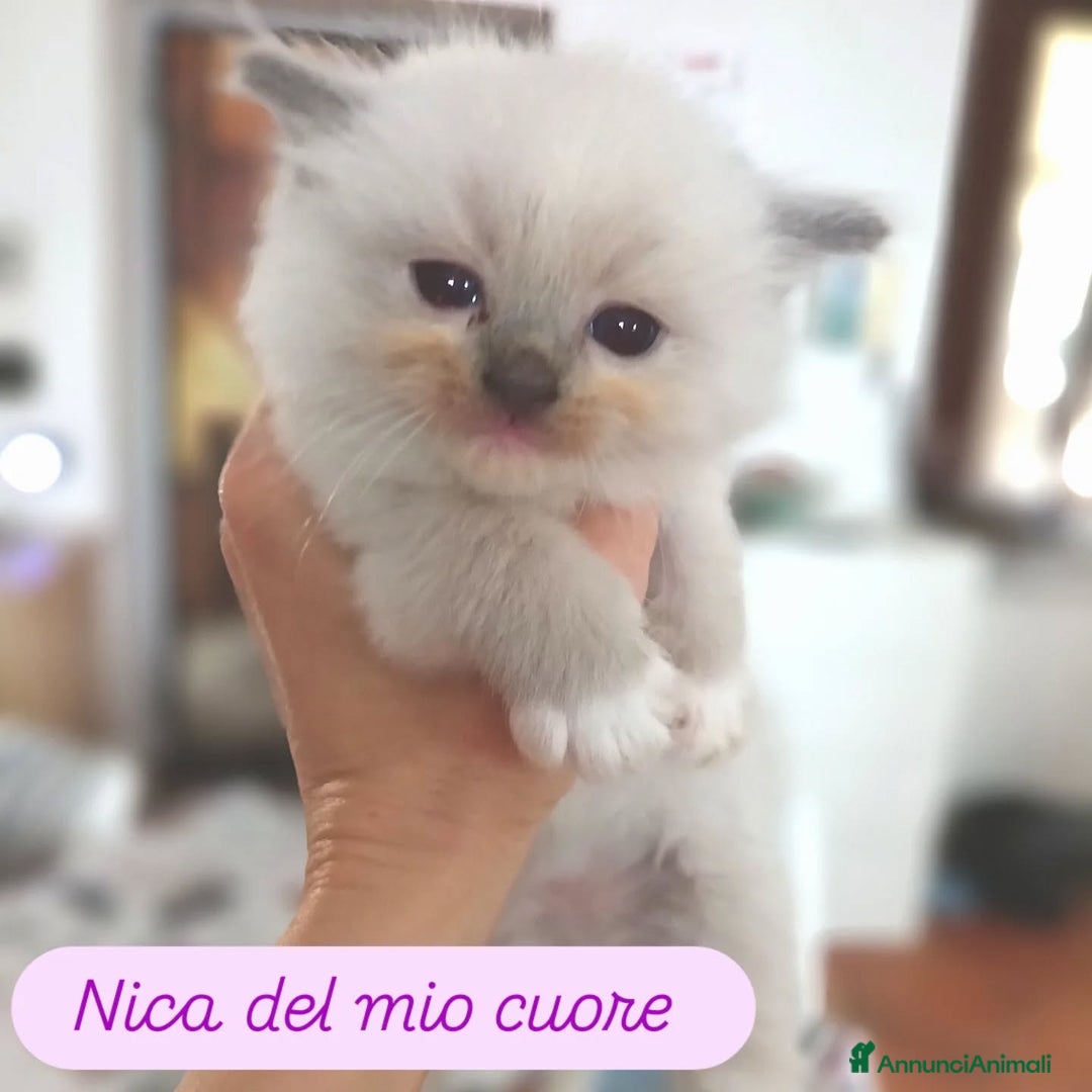 Ragdoll gatti in vendita: Cuccioli Ragdoll di Alta Genealogia a Città metropolitana di Milano - Immagine 3