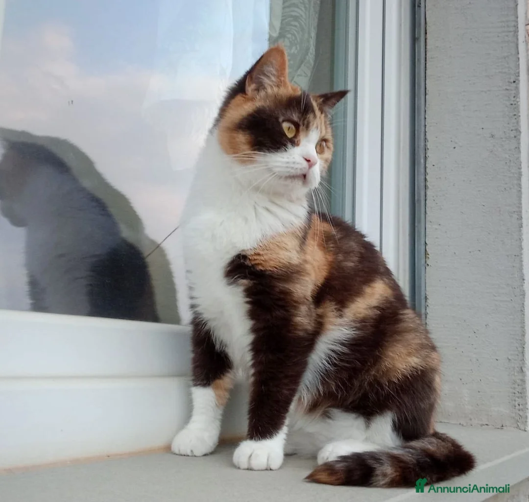 British gatti in vendita: British Shorthair - Annuncio 1
