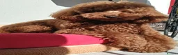 Barboncino cani in vendita: Cuccioli di barboncino red - Annuncio 2