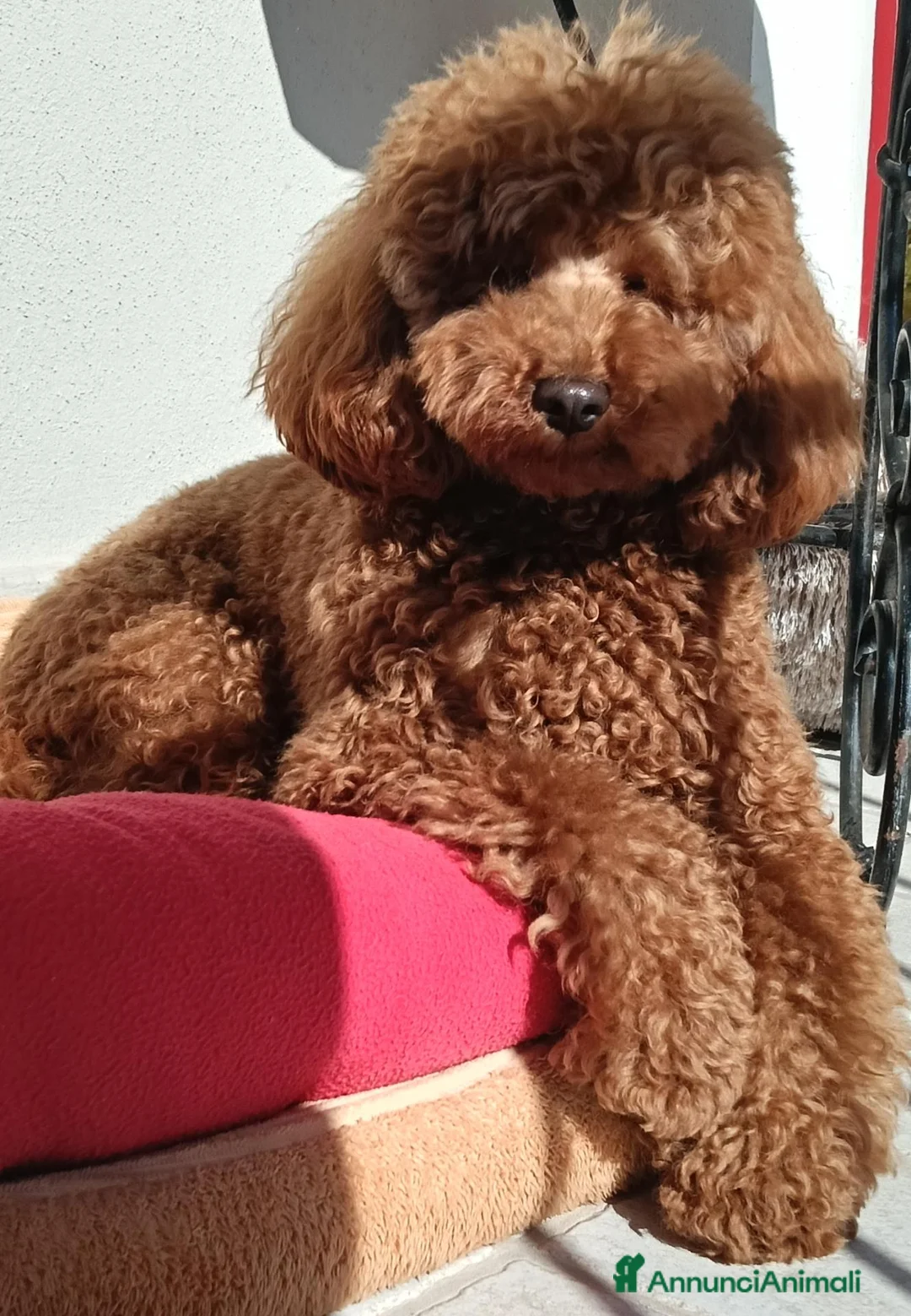 Barboncino cani in vendita: Cuccioli di barboncino red - Annuncio 2