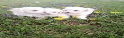 Maltese cani in vendita: CUCCIOLI DI RAZZA MALTESE - Annuncio 3