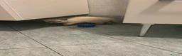 Scottish gatti in vendita: gatti scottish - Annuncio 8