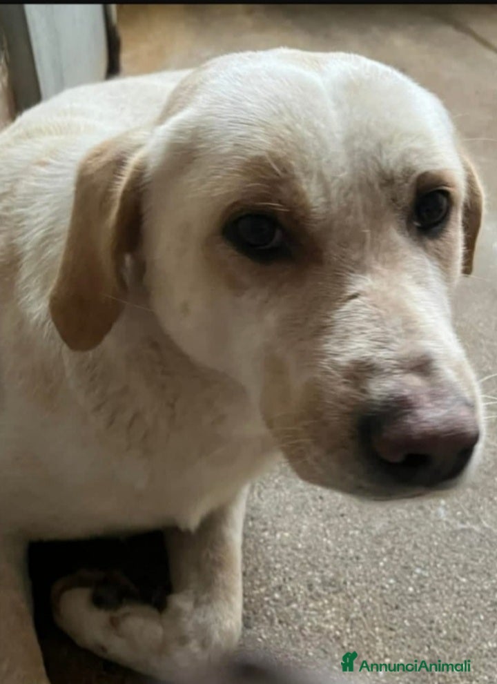 Meticcio cani Giosuè mix Labrador splendido in pessimo canileSUD a Città metropolitana di Milano - Annuncio 2