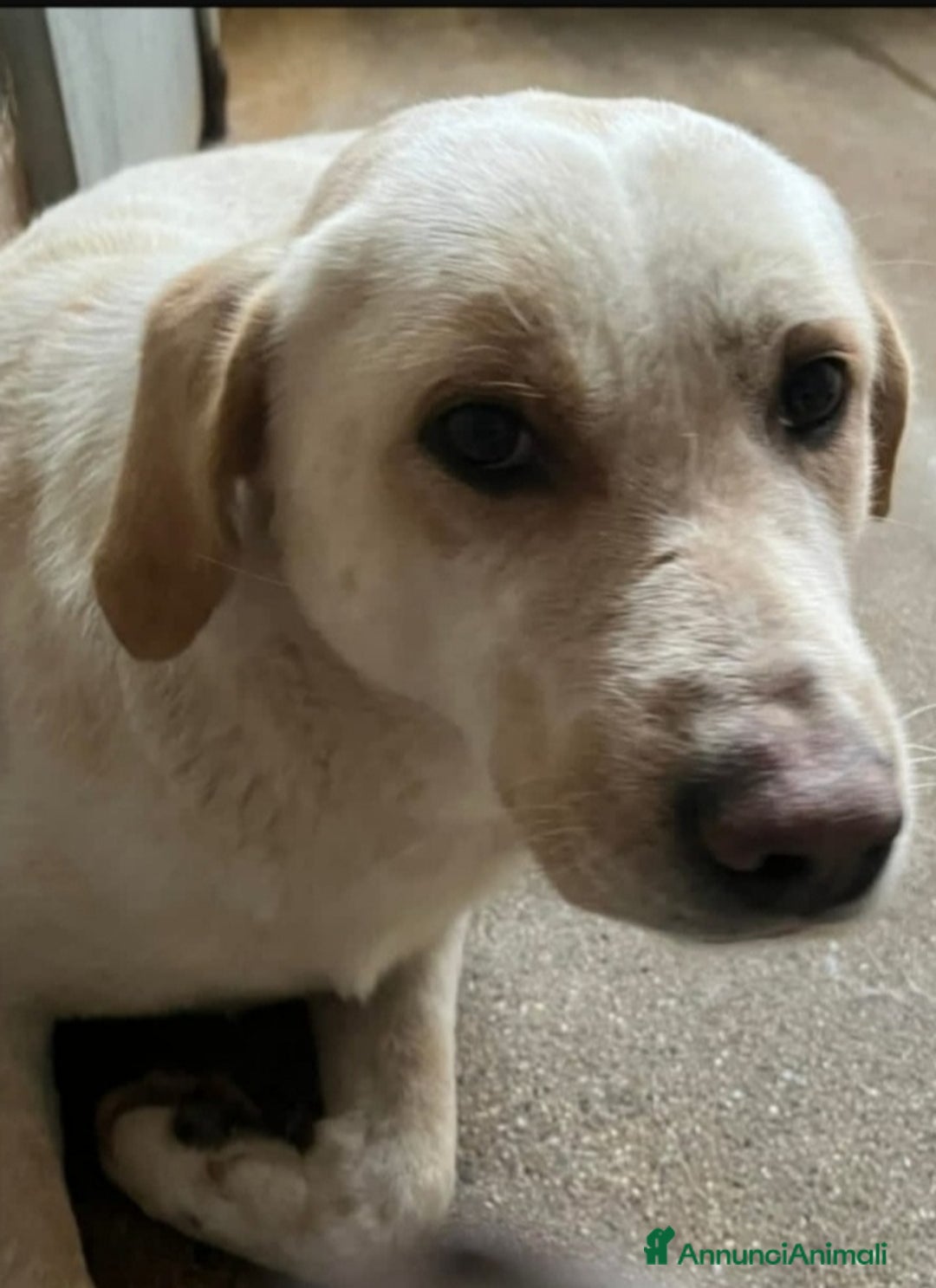 Meticcio cani in regalo: Giosuè mix Labrador splendido in pessimo canileSUD a Città metropolitana di Milano - Annuncio 2