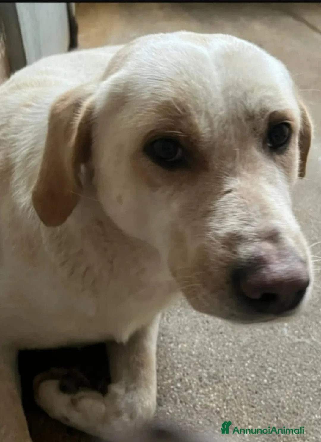 Meticcio cani in regalo: Giosuè mix Labrador splendido in pessimo canileSUD a Città metropolitana di Milano - Annuncio 2