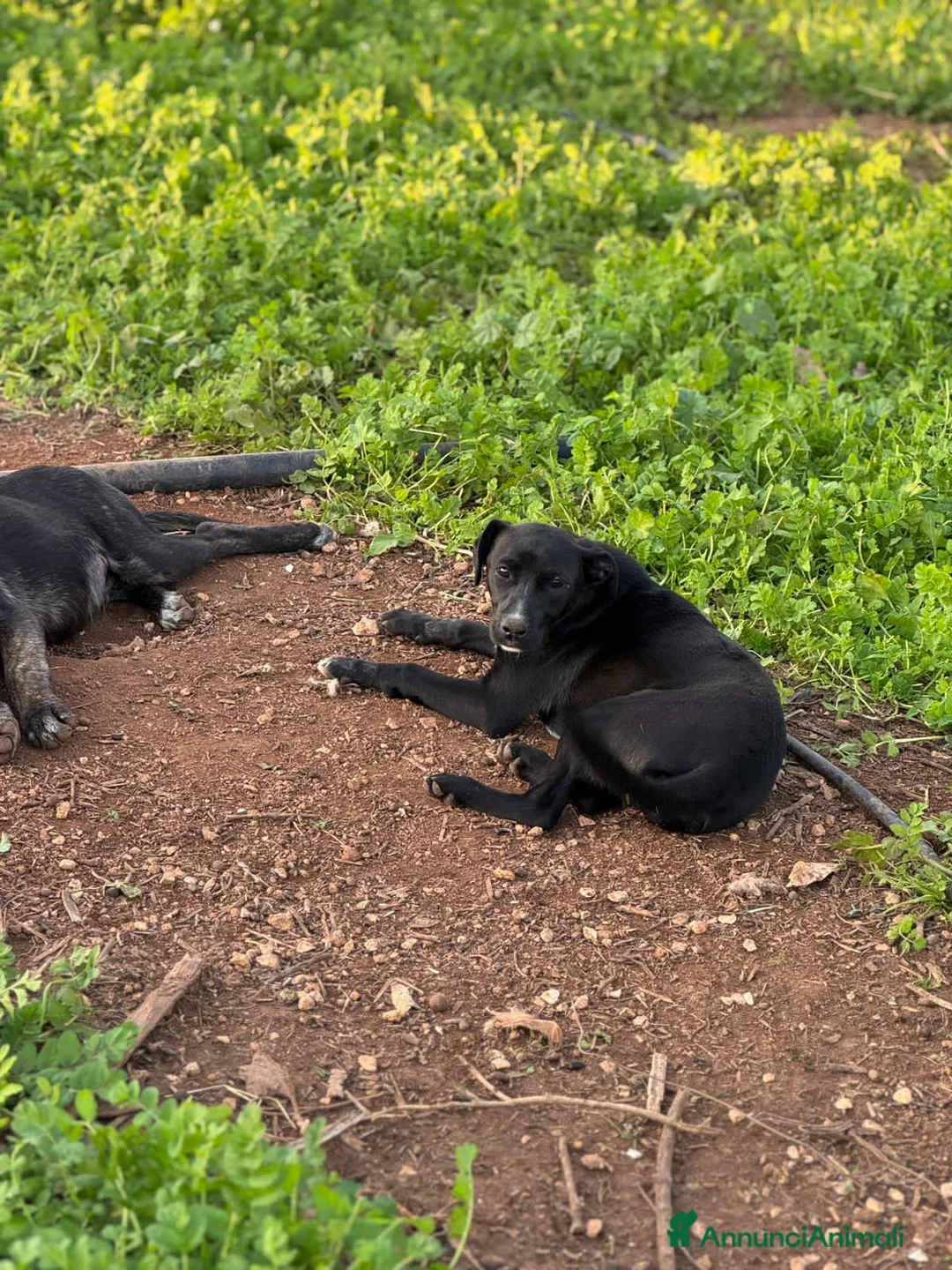 Altre razze cani in regalo: lady  - Annuncio 3