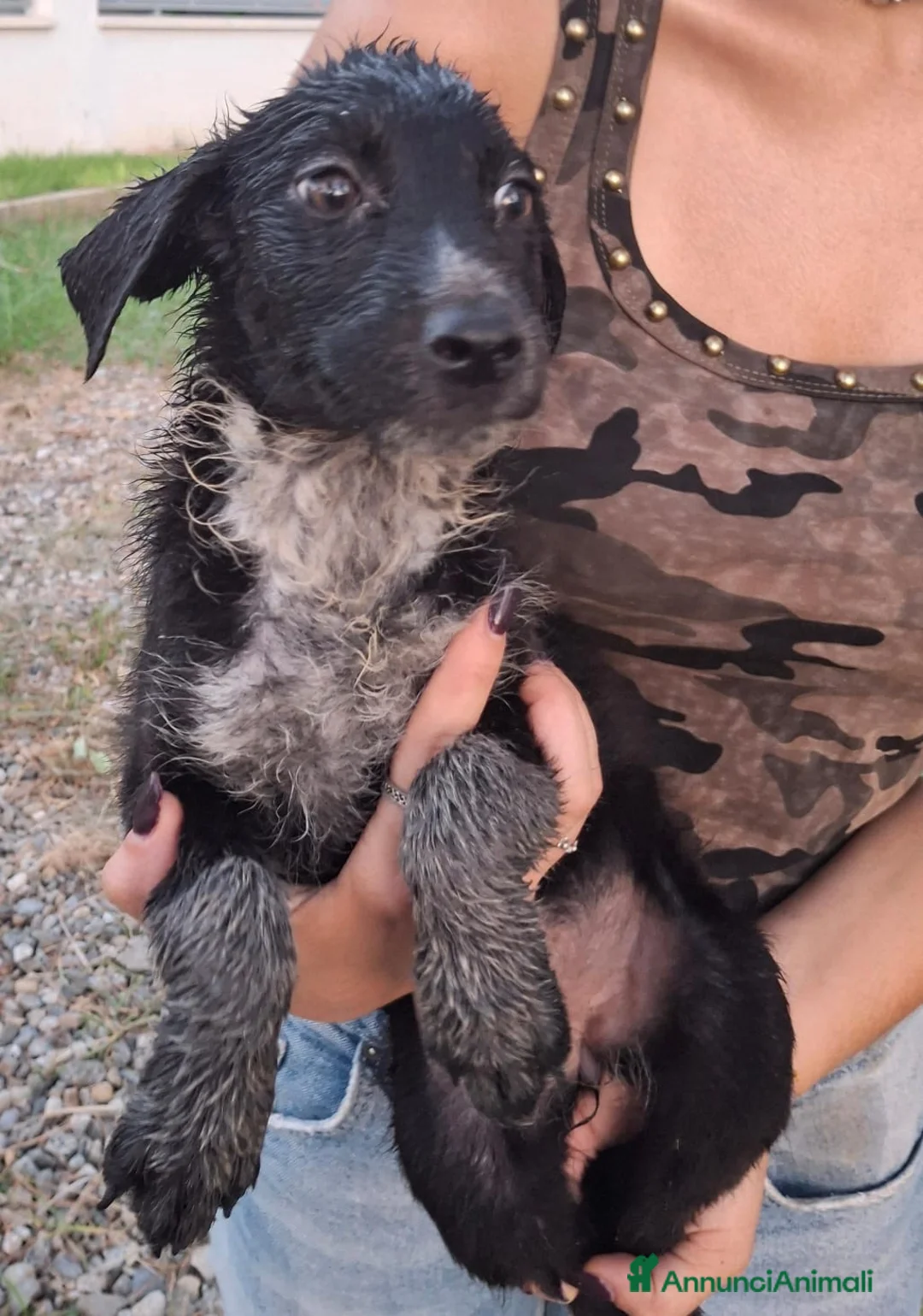 Meticcio cani in regalo: CORNELIA 🩷 pronta a conquistare cuori - Annuncio 2